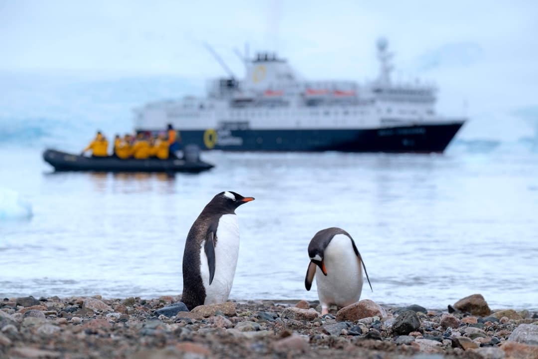 Photo by Derek Oyen two penguins on shore