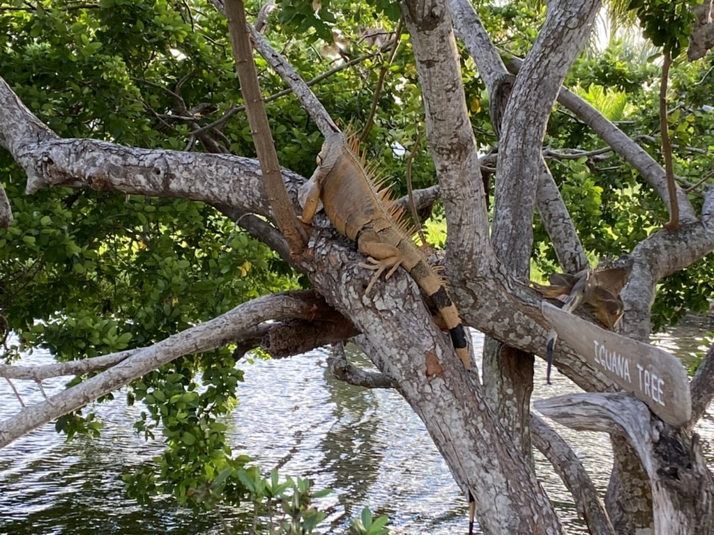 iguana in belize